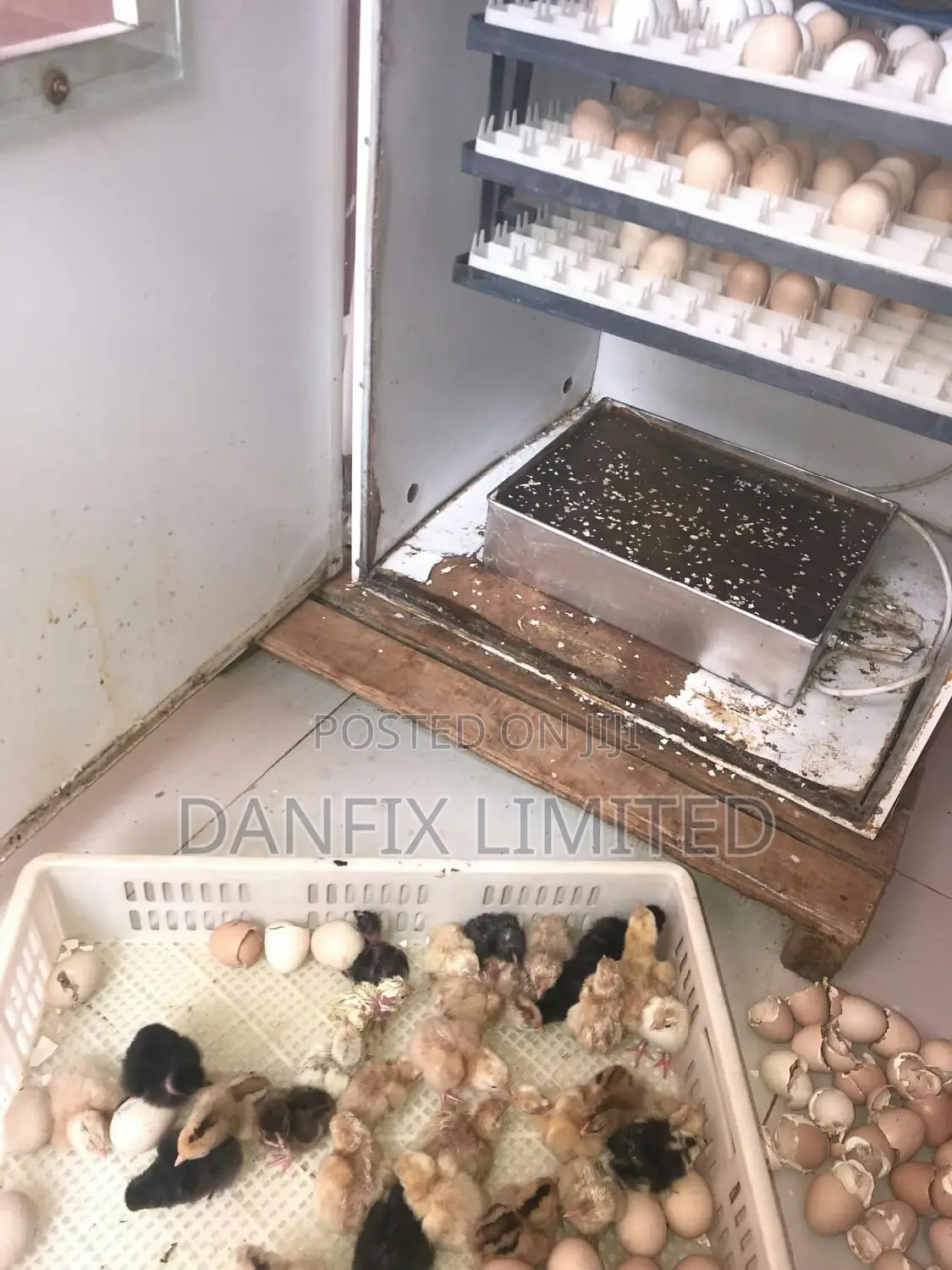 Day Old Chicks for Sale
