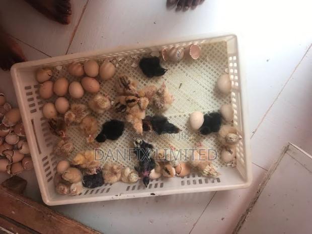 Day Old Chicks Kuloiler Breed 90ksh - main view