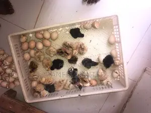 Day Old Chicks Kuloiler Breed 90ksh