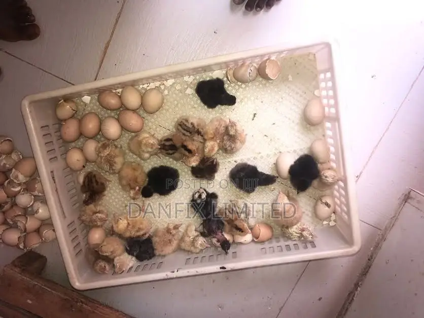 Day Old Chicks Kuloiler Breed 90ksh