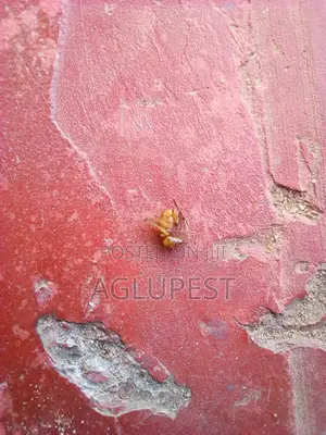 Pest Control Services/Fumigation Services