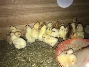 One Day Old Chicks for Sale Countrywide