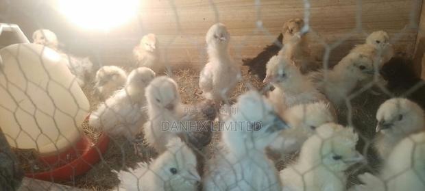 Two Weeks Old Chicks on Sale - main view