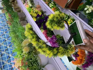 Decorative Bonsai Plants