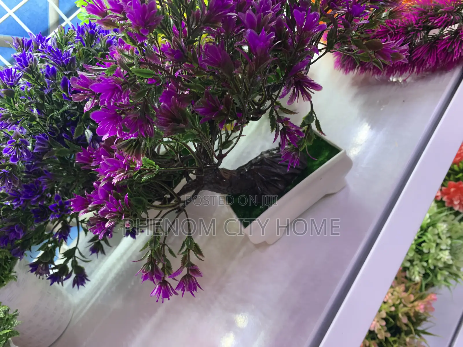 Decorative Bonsai Plants