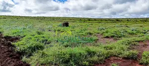 Affordable 50x100 Plot for Sale in Nachu - Kikuyu