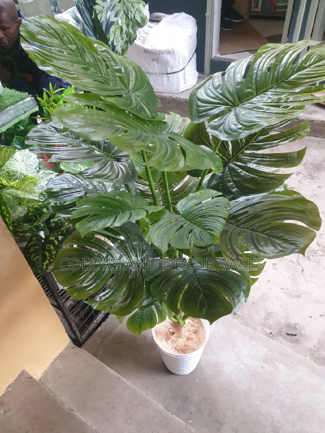 Big Monstera Plant With Plastic Vase and Pebble Stones
