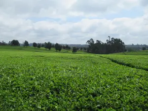Blocks of Land for Sale in Cianda Area, Kiambu