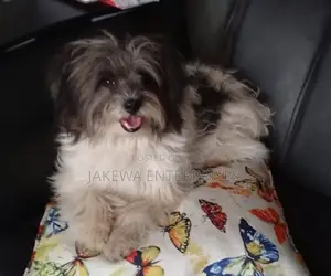 1+ year Female Purebred Havanese