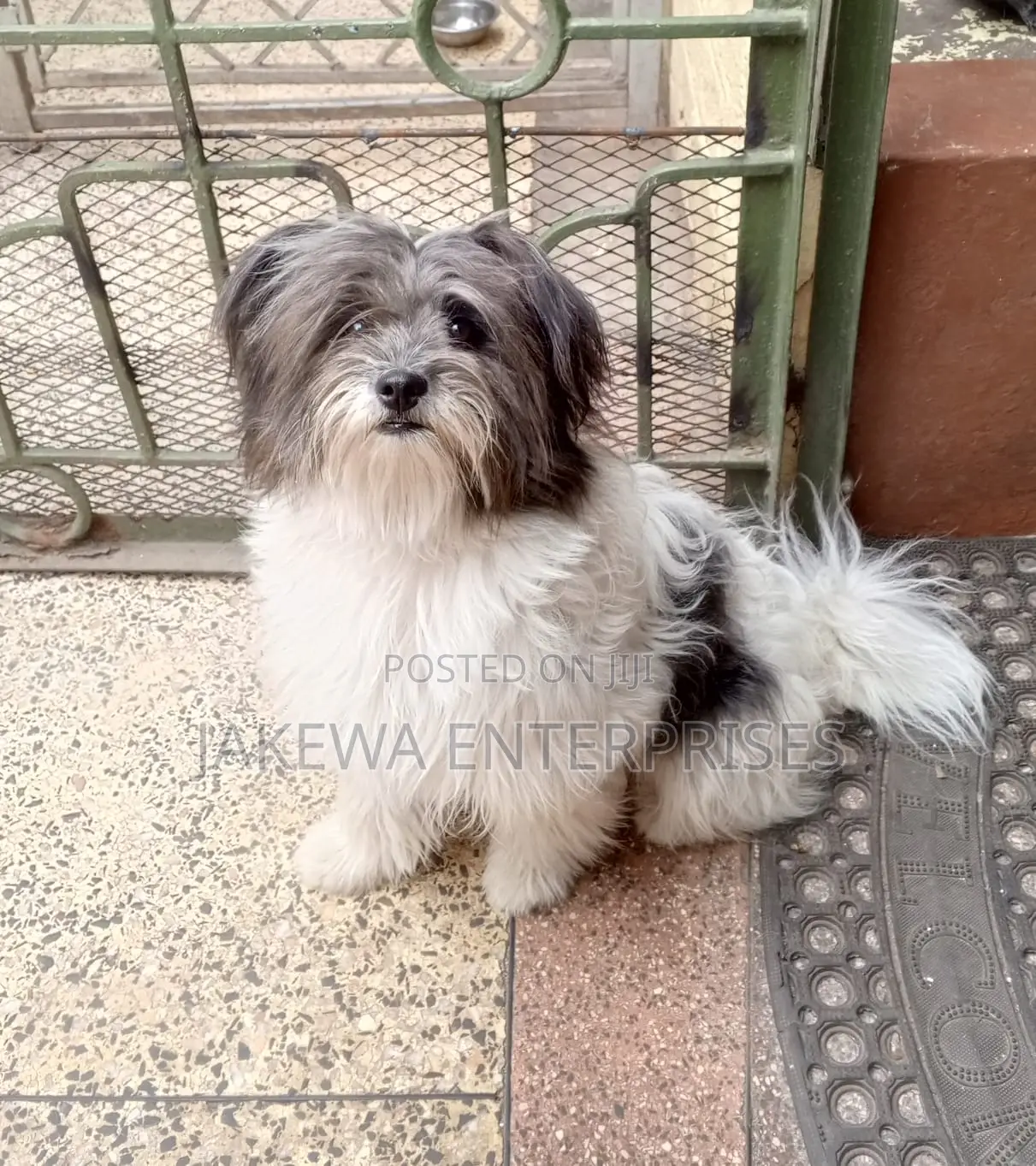 1+ year Female Purebred Havanese