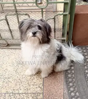 1+ year Female Purebred Havanese
