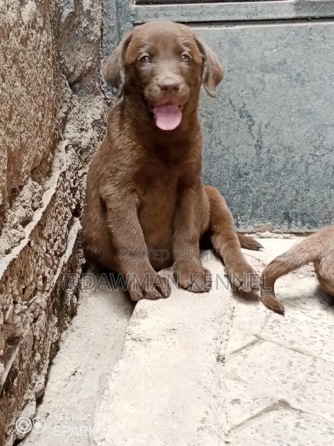 1-3 months Male Purebred Labrador Retriever