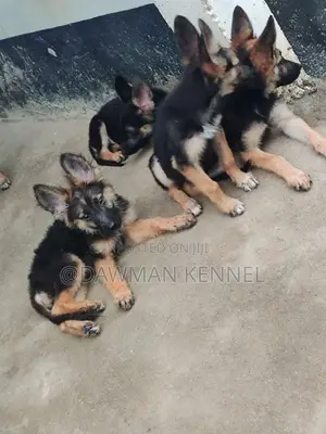1-3 months Male Purebred German Shepherd