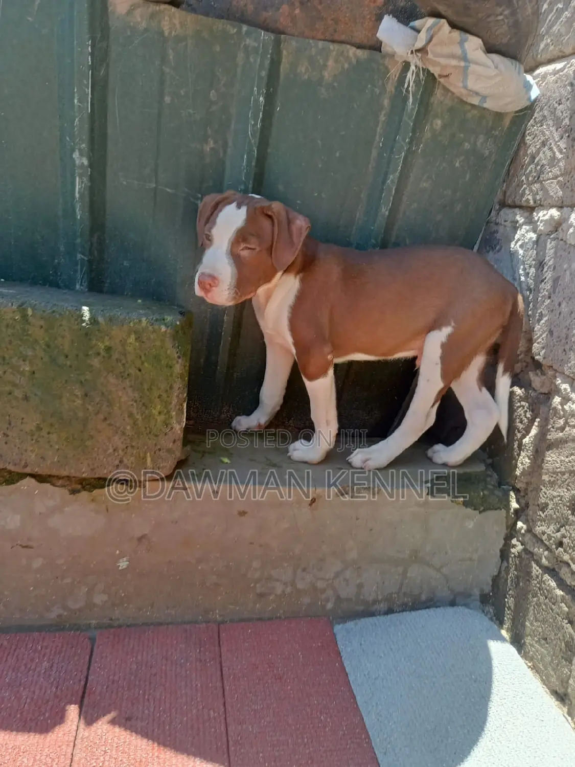 1-3 months Male Purebred American Pit Bull Terrier