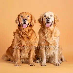1+ year Female Purebred Golden Retriever