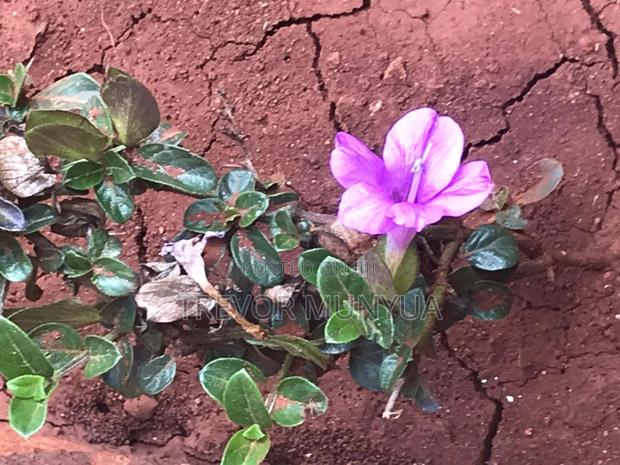 Barleria Cristata - thumbnail 4