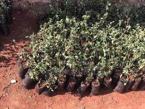 Barleria Cristata - thumbnail 2