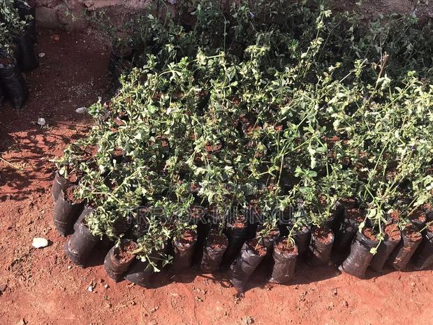 Barleria Cristata - main view