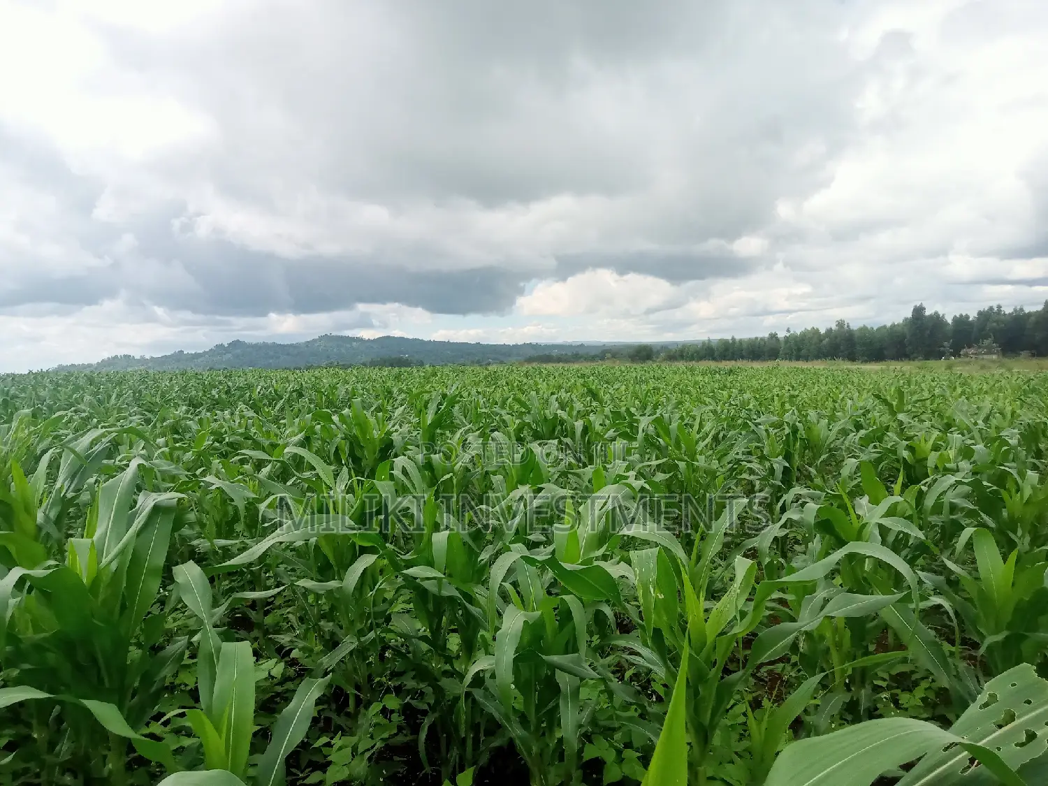 5 Acres on Sale at Summary