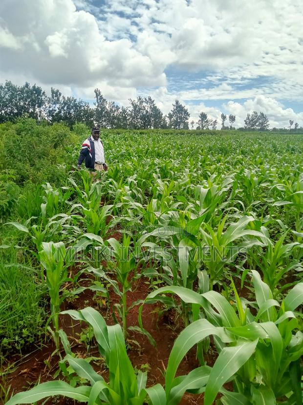 5 Acres on Sale at Summary - thumbnail 3