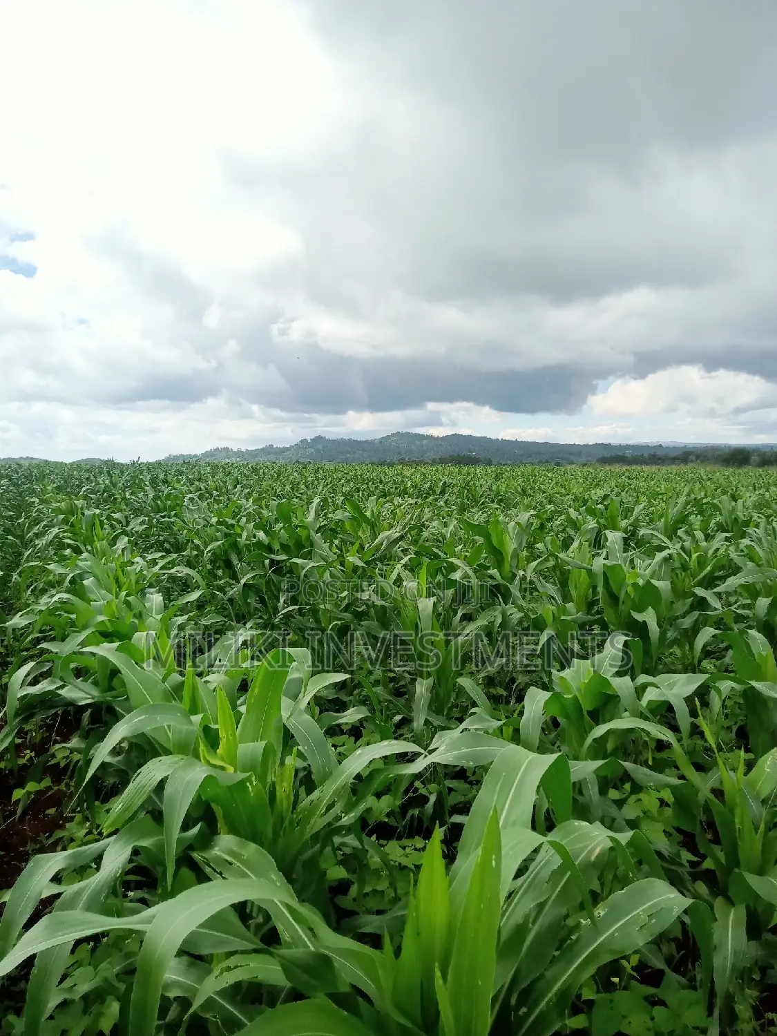 5 Acres on Sale at Summary