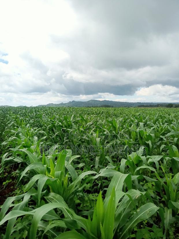 5 Acres on Sale at Summary - thumbnail 4