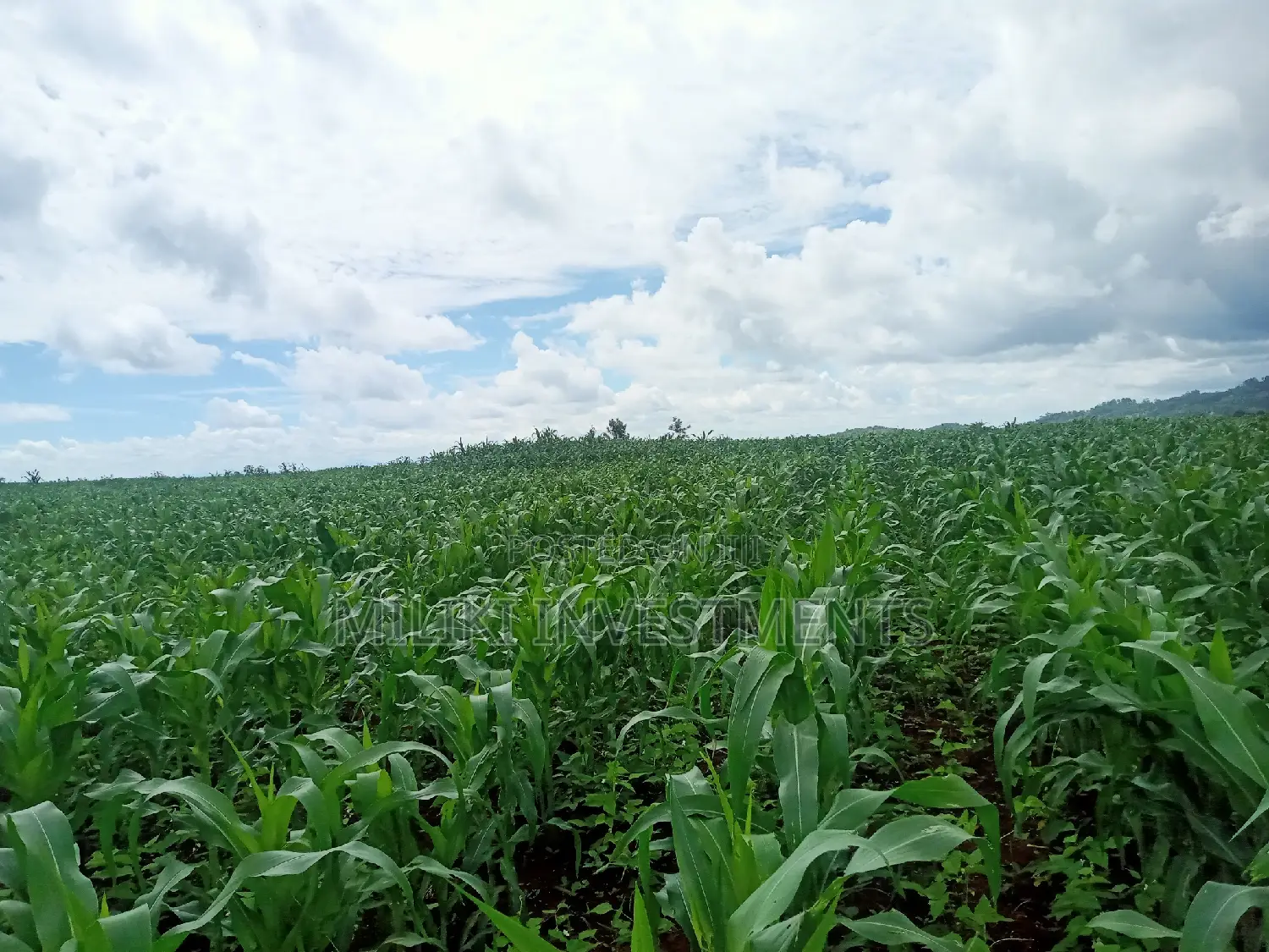 5 Acres on Sale at Summary