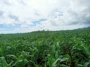 5 Acres on Sale at Summary