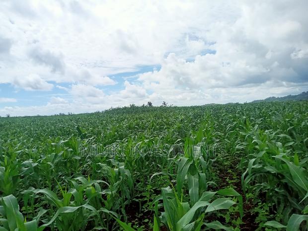 5 Acres on Sale at Summary - thumbnail 5