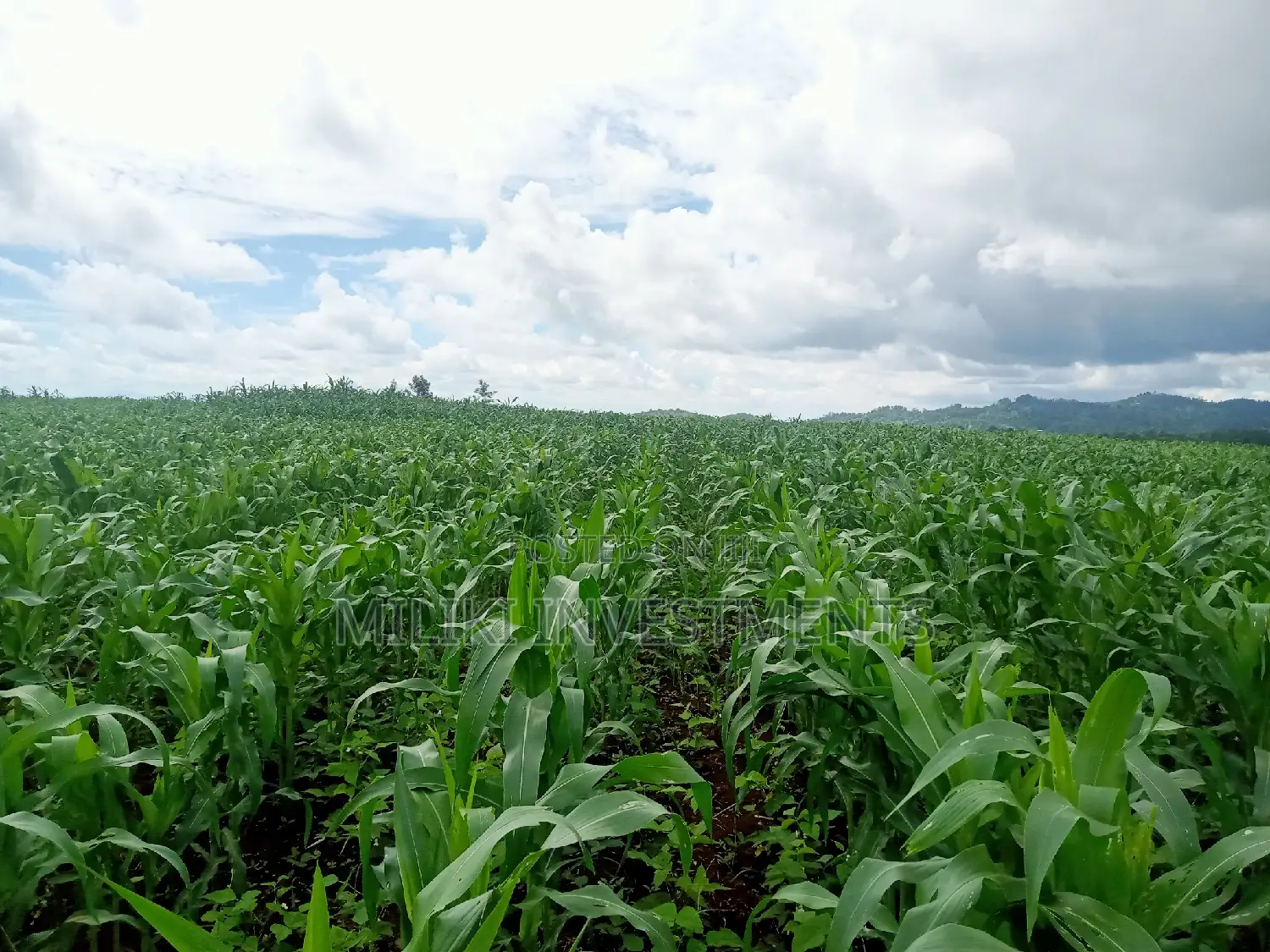 5 Acres on Sale at Summary
