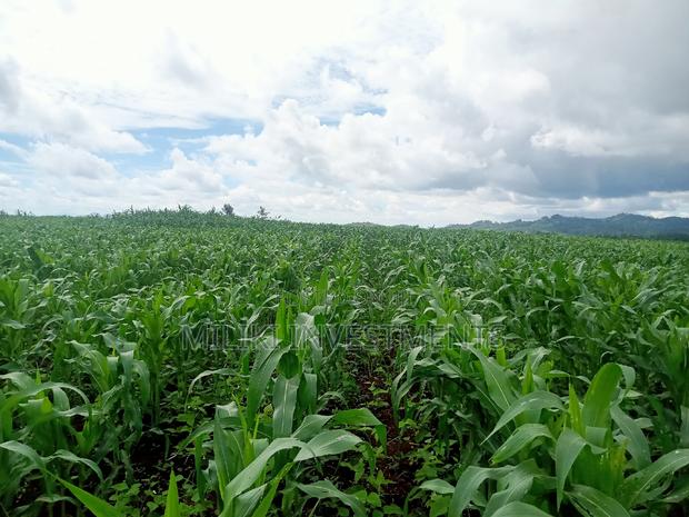 5 Acres on Sale at Summary - thumbnail 6