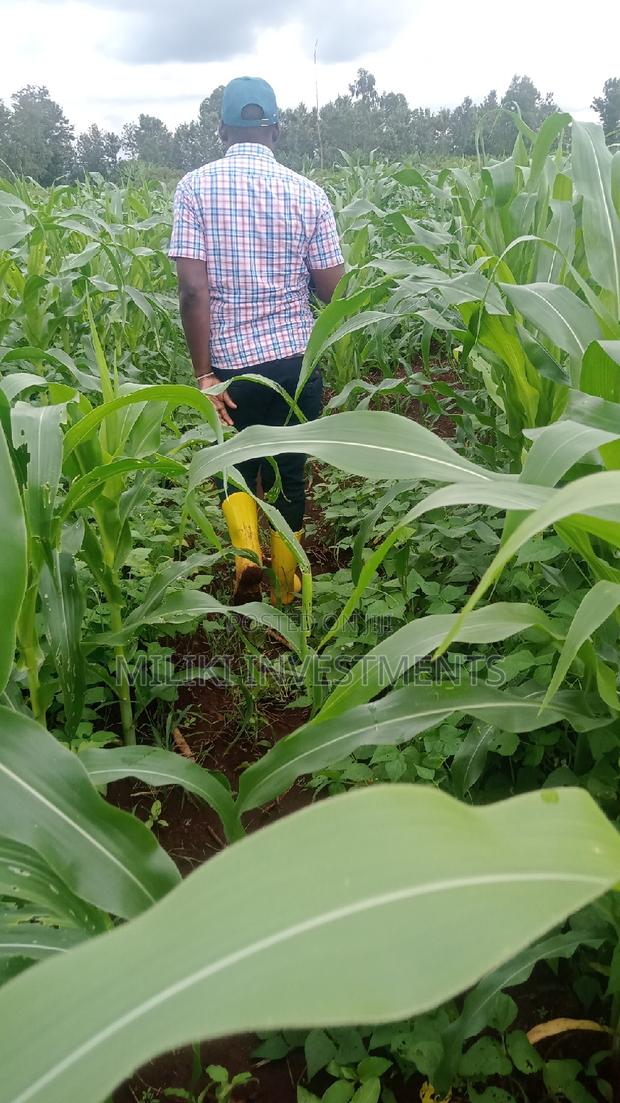 5 Acres on Sale at Summary - thumbnail 7