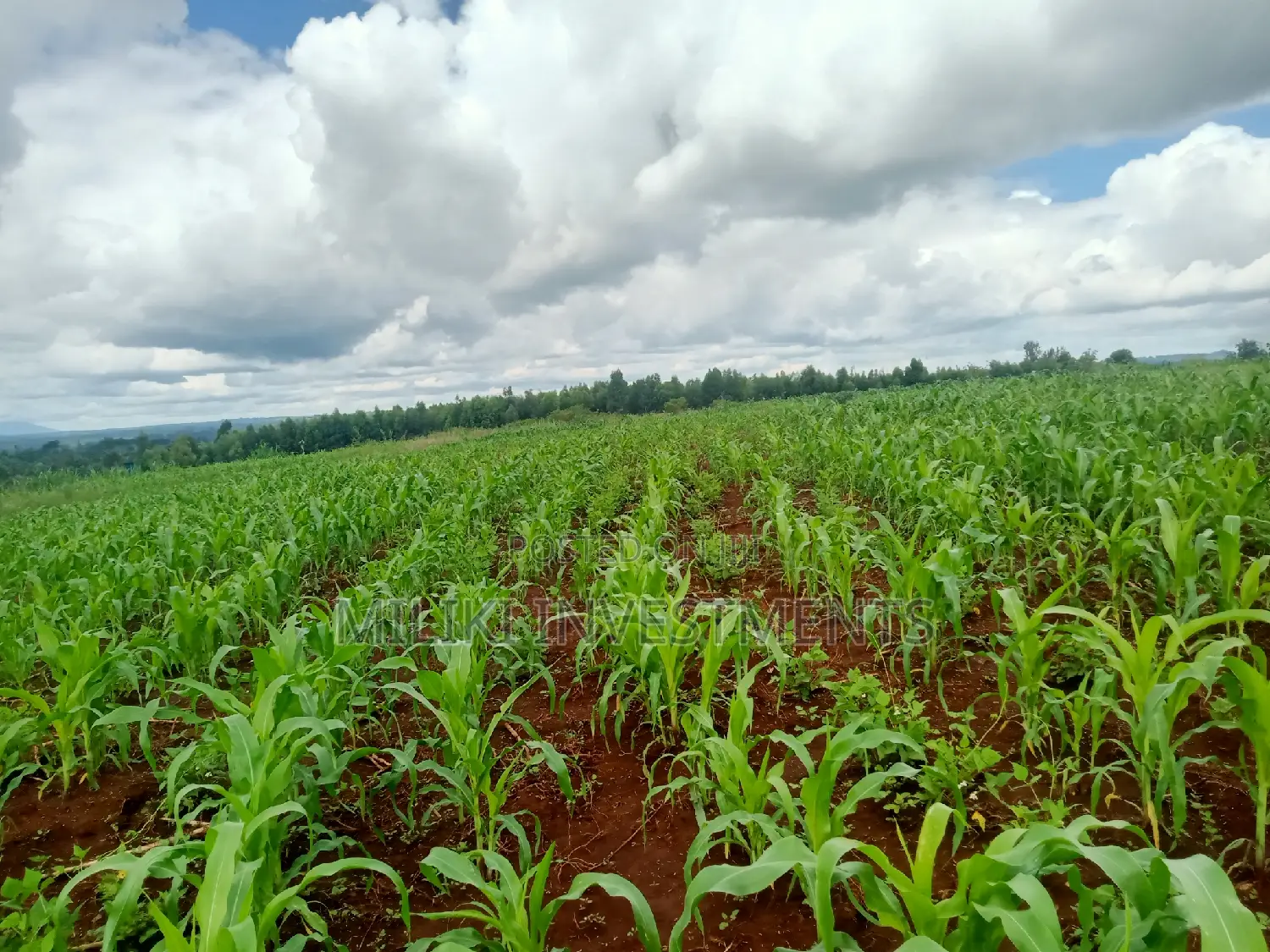 5 Acres on Sale at Summary