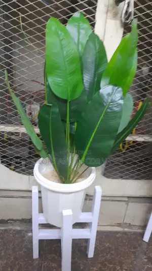 Banana Plant With Plastic Vase and Pebble Stones
