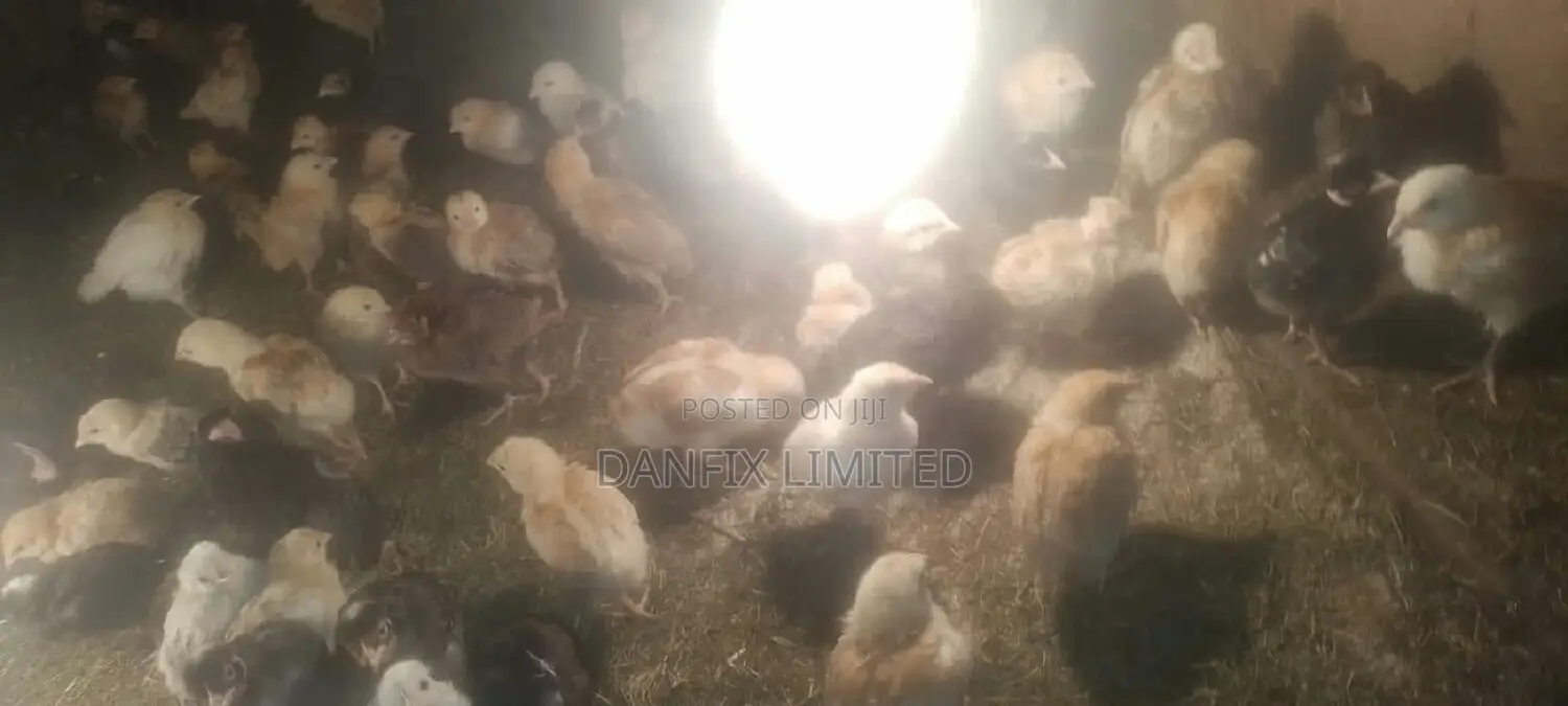 One Week Old Chicks For Sale