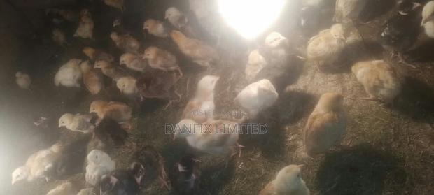 One Week Old Chicks For Sale - thumbnail 3