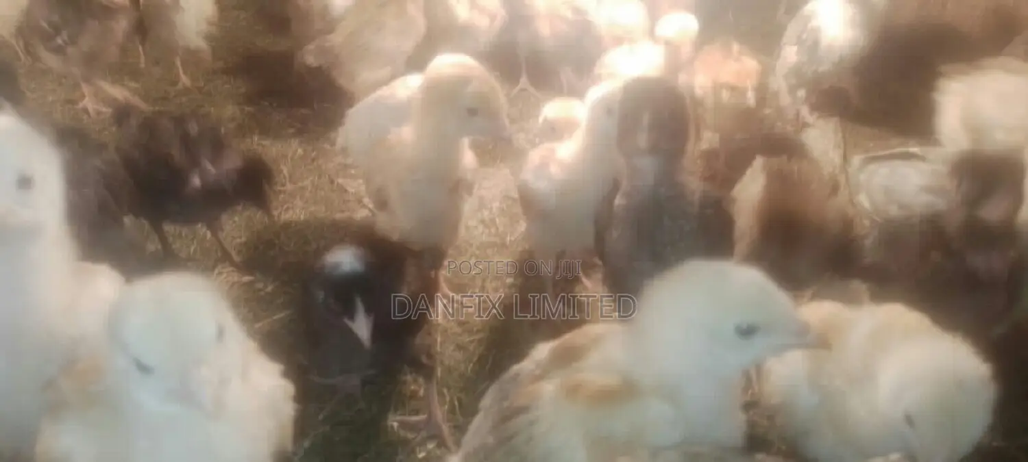 One Month Chicks For Sale