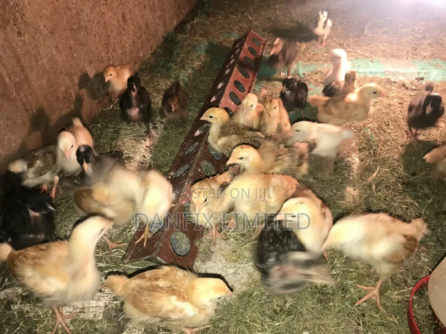 One Month Chicks For Sale