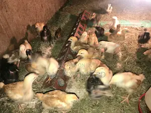 One Month Chicks For Sale