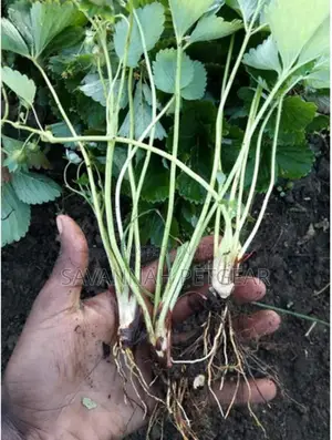 Chandler Strawberry Splits and Runners for Sale -1000 PCS