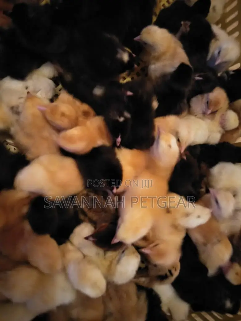 Sasso and Kuroiler Day-Old F1 Chicks Available Every Monday