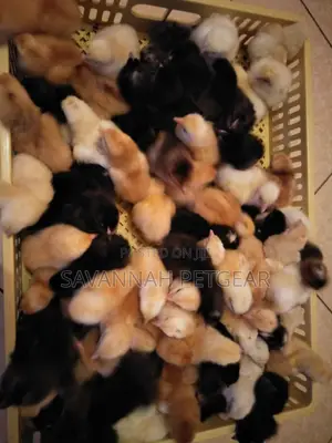 Sasso and Kuroiler Day-Old F1 Chicks Available Every Monday