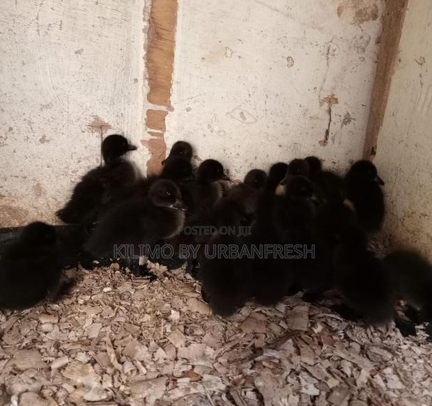 Cayuga Ducklings - main view