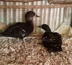 Cayuga Ducklings