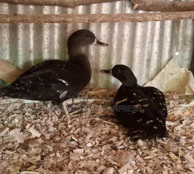 Cayuga Ducklings - thumbnail 3