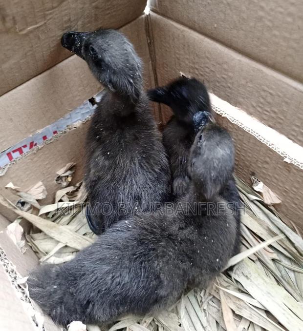 Cayuga Ducklings - thumbnail 4