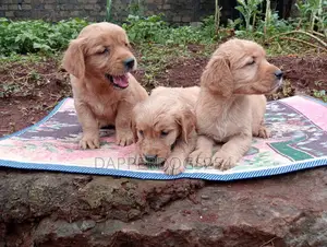 1-3 months Male Purebred Golden Retriever