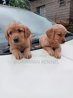 1-3 months Male Purebred Golden Retriever