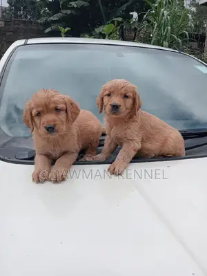 1-3 months Male Purebred Golden Retriever