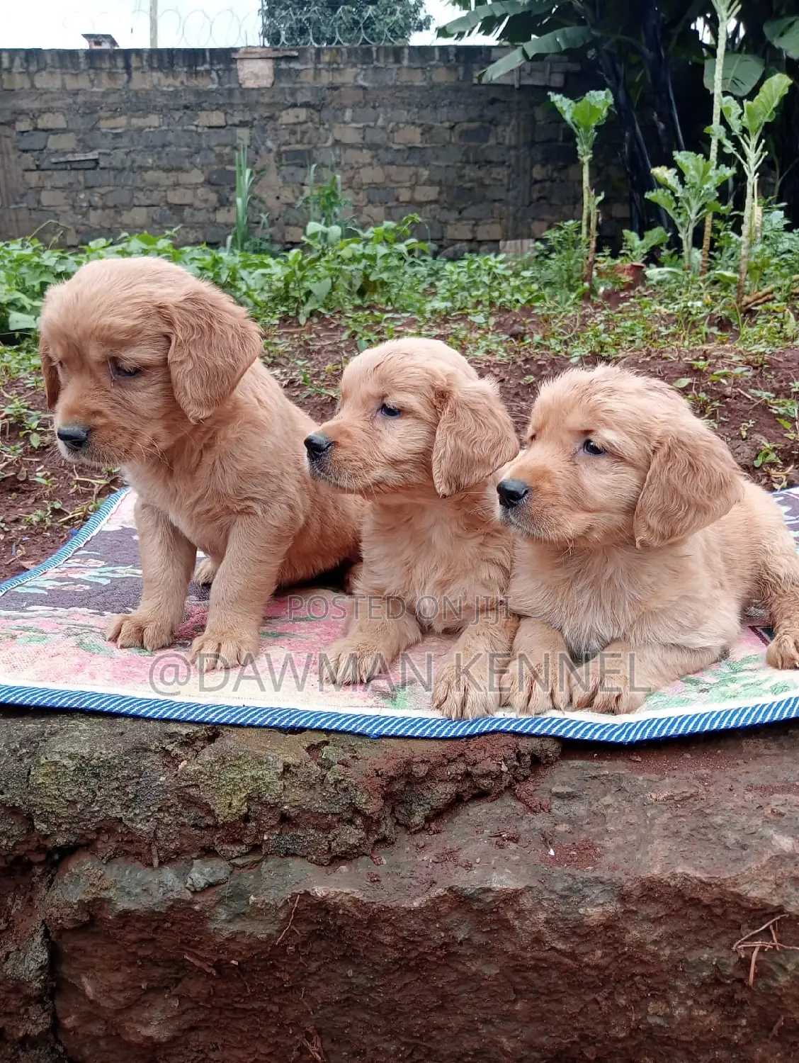 1-3 months Male Purebred Golden Retriever